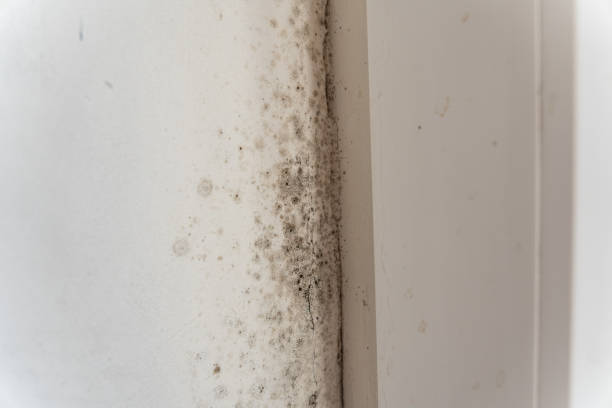 Orosi, CA Mold Removal Company