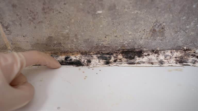Best Attic Mold Removal  in Orosi, CA
